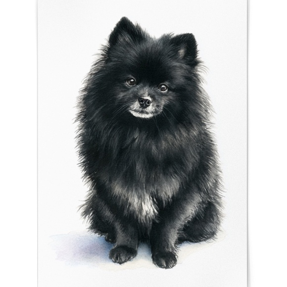 Watercolor Black Pomeranian Dog Portrait Art Print – Unframed Fine Art Poster - Picture 2 of 5